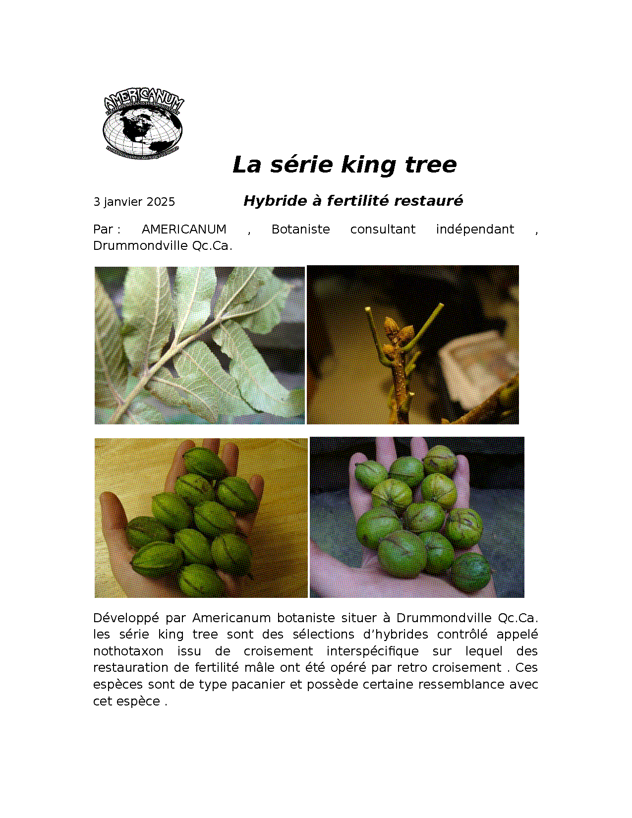 Aperçu Article 3 - La série King Tree