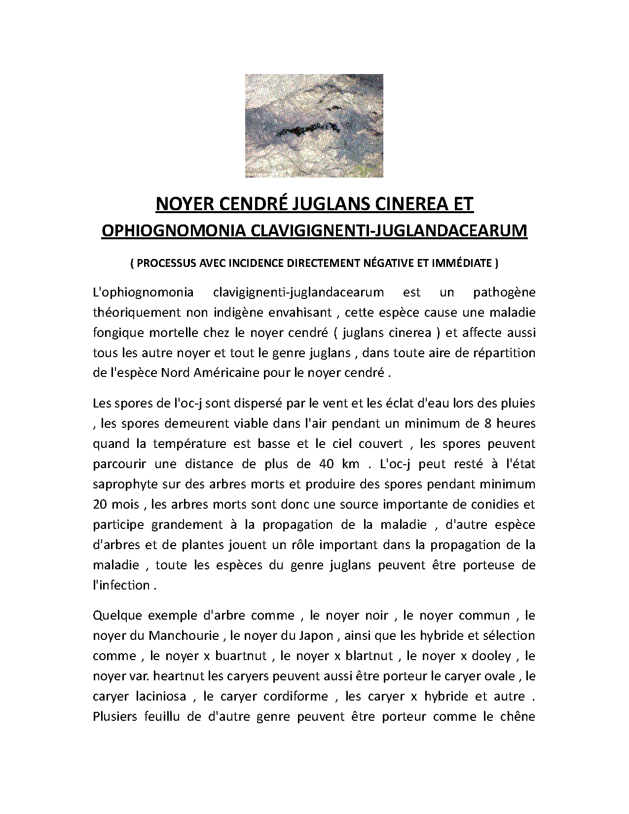 Aperçu Article 4 - Noyer cendré