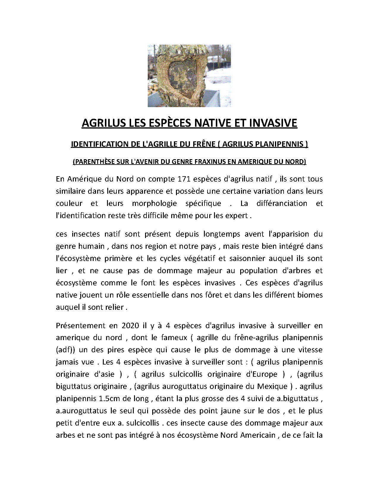 Aperçu Article 6 - Agrilus